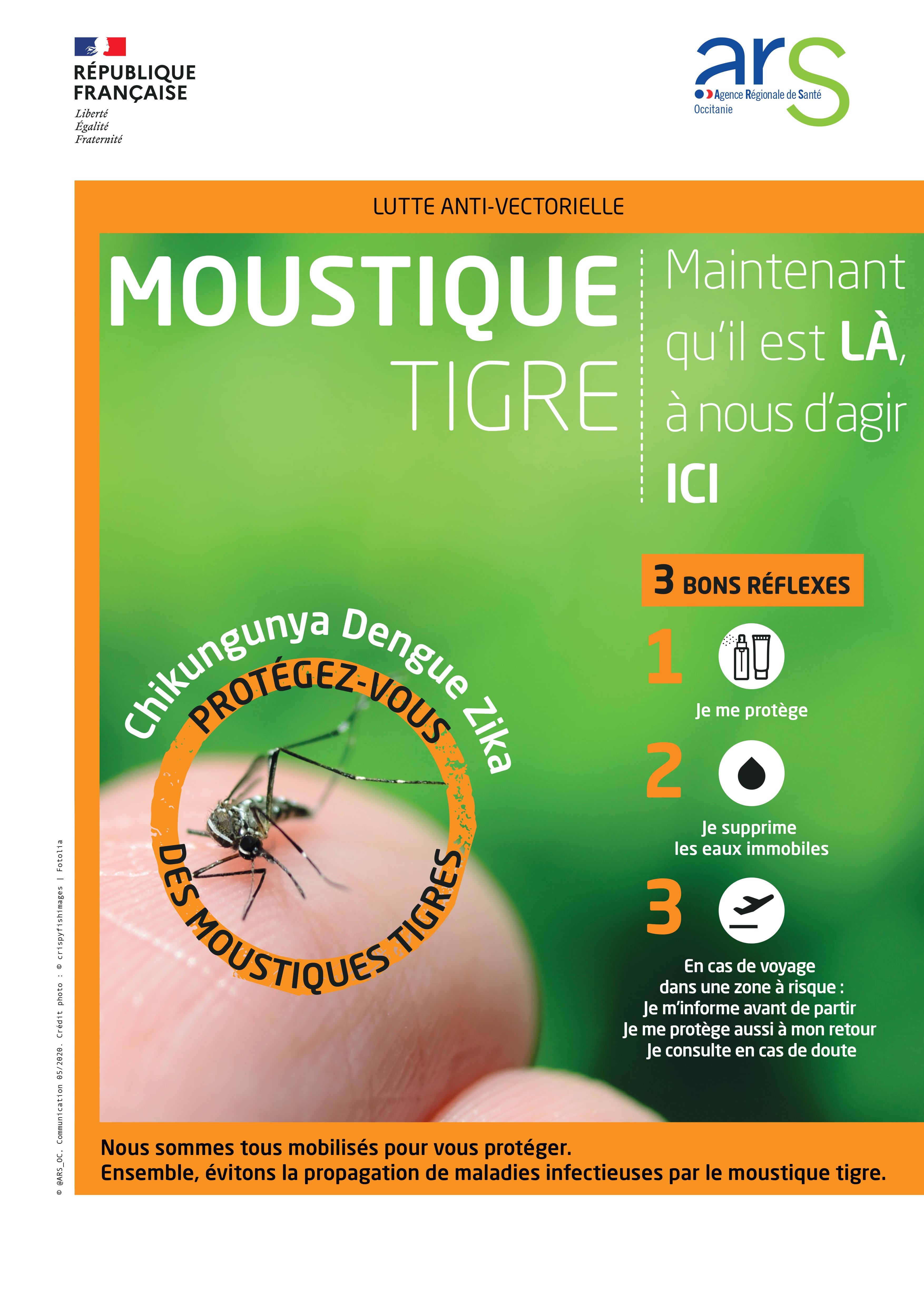 moustique tigre